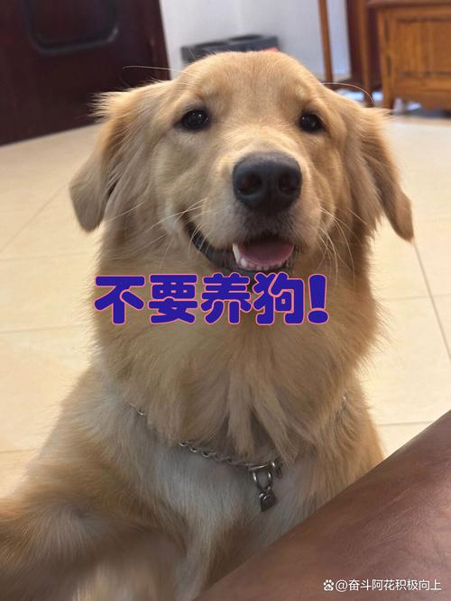 千万不要收养流浪狗_收养需谨慎,替代方案有助救助 千万不要收养流浪狗_收养需谨慎,替代方案有助救助