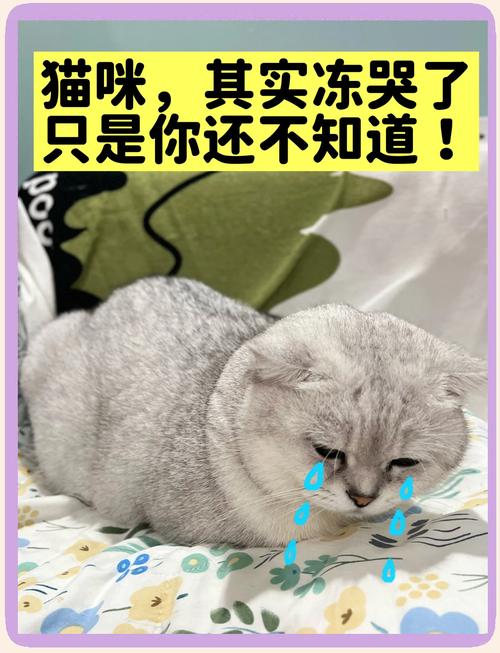 野猫怕冷吗_猫咪怕冷,冬天保暖要注意 野猫怕冷吗_猫咪怕冷,冬天保暖要注意