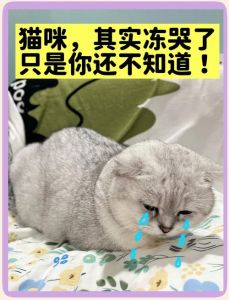 野猫怕冷吗_猫咪怕冷，冬天保暖要注意