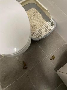猫突然不去猫砂盆拉屎_猫咪不进砂盆？试试这几招！