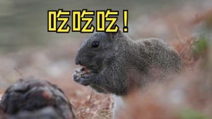 旅行青蛙松鼠喜欢吃什么食物_《旅行青蛙》松鼠爱吃水果甜点，投喂互动有趣！