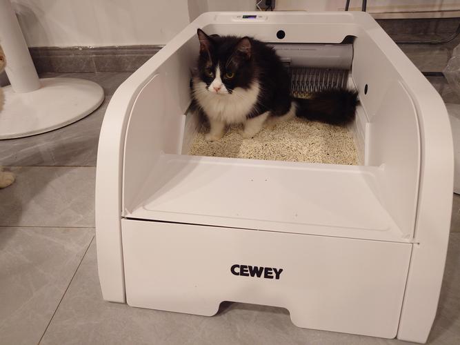 猫猫为什么能自己找到猫砂盆_猫咪自主如厕靠本能,母猫引导加清洁砂盆很关键 猫猫为什么能自己找到猫砂盆_猫咪自主如厕靠本能,母猫引导加清洁砂盆很关键