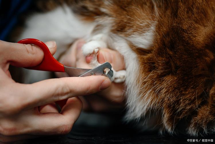 猫爪子剪出血不处理会怎么样_猫抓出血别大意,正确处理防感染! 猫爪子剪出血不处理会怎么样_猫抓出血别大意,正确处理防感染!