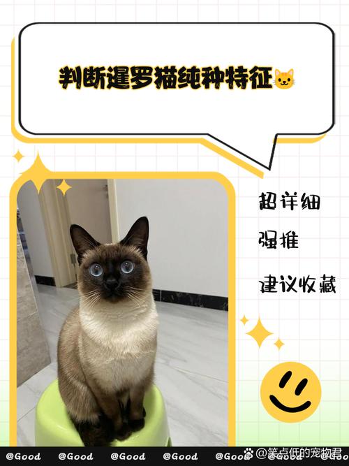 纯种暹罗猫的特征_泰国国宝级粘人宠物猫