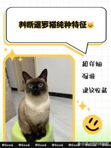 纯种暹罗猫的特征_泰国国宝级粘人宠物猫