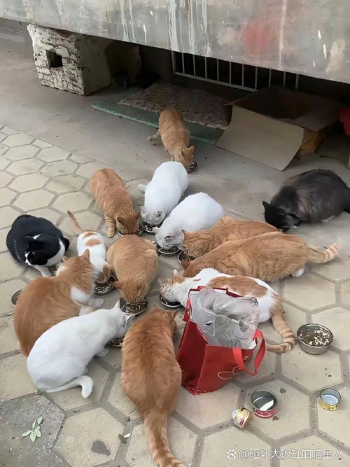 放什么东西猫就不来了_橘子皮锡箔纸喷水,猫咪远离有妙招 放什么东西猫就不来了_橘子皮锡箔纸喷水,猫咪远离有妙招