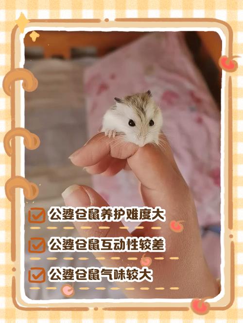 公婆仓鼠可以合笼吗_仓鼠合笼有风险,分笼更安全 公婆仓鼠可以合笼吗_仓鼠合笼有风险,分笼更安全