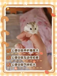 公婆仓鼠可以合笼吗_仓鼠合笼有风险，分笼更安全