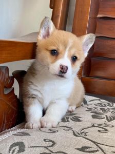 不纯的柯基犬长什么样_性格外貌多样，家庭好伙伴