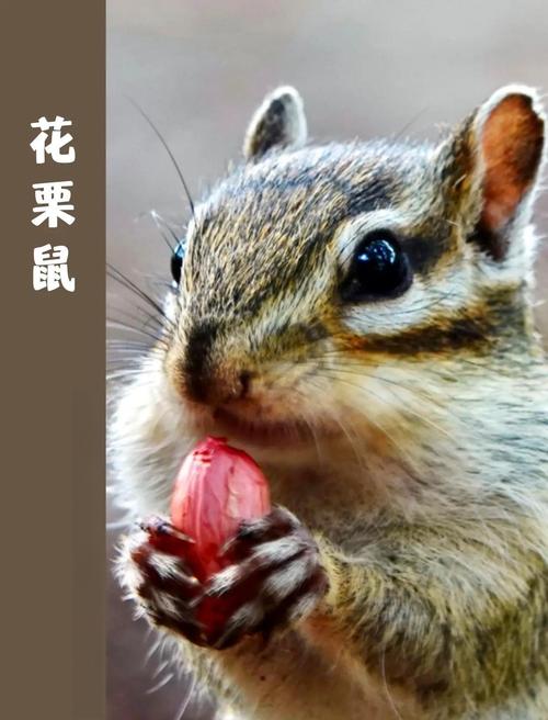 野生松鼠吃什么_松鼠爱啃坚果,还吃水果昆虫,生存本领真高! 野生松鼠吃什么_松鼠爱啃坚果,还吃水果昆虫,生存本领真高!