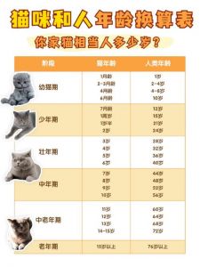 14个月的猫相当于人类几岁_14个月猫1岁多，需关注健康，养护好延寿命
