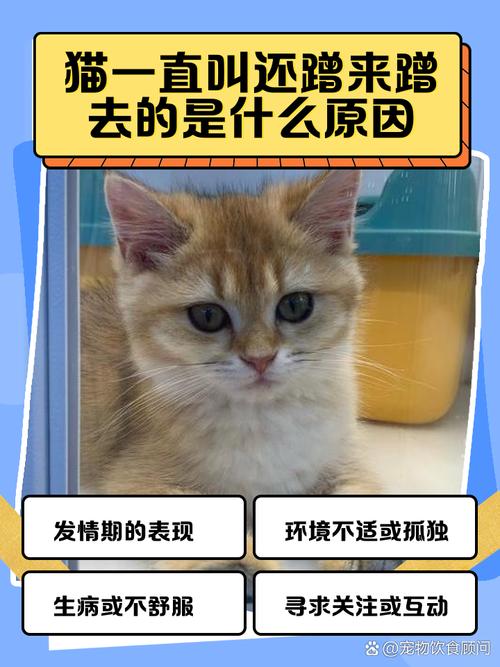 猫咕噜咕噜叫蹭来蹭去_猫咪表达情感的亲密语言 猫咕噜咕噜叫蹭来蹭去_猫咪表达情感的亲密语言