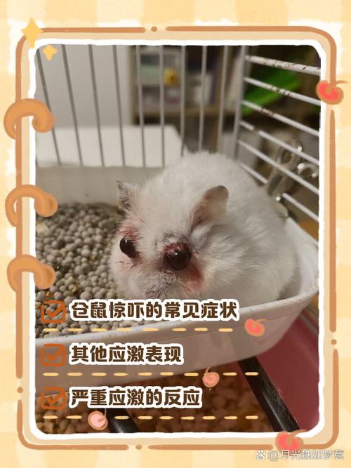 小仓鼠一直打颤为什么_仓鼠颤抖原因及应对方法 小仓鼠一直打颤为什么_仓鼠颤抖原因及应对方法