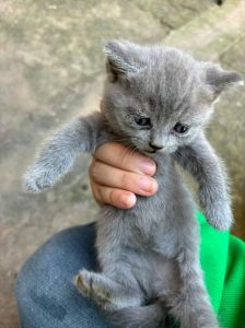 一个月小猫咪能吃蓝莓吗_小猫吃蓝莓要等3个月大，新鲜压碎无籽每次1-2颗