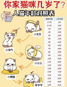 8个月猫咪相当于人几岁_猫咪八个月大，相当于十几岁少年