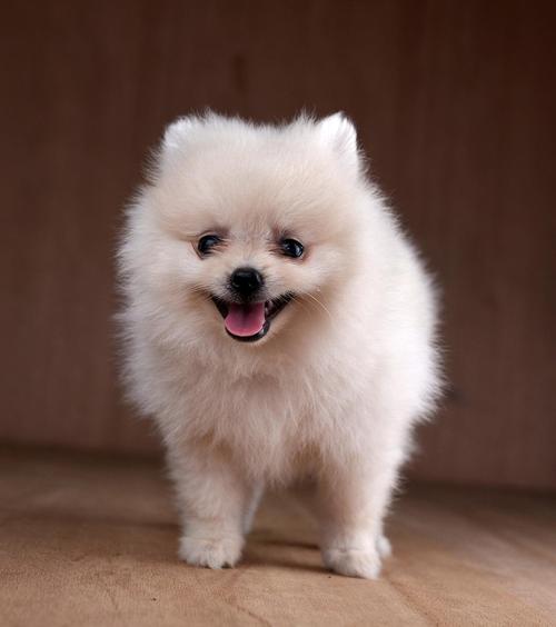 养茶杯犬后悔死了_健康风险高,寿命短,别花冤枉钱! 养茶杯犬后悔死了_健康风险高,寿命短,别花冤枉钱!