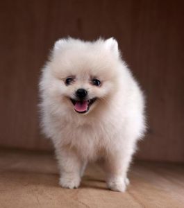 养茶杯犬后悔死了_健康风险高，寿命短，别花冤枉钱！