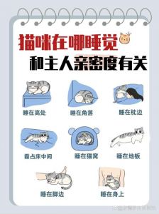 猫跑到床上睡有什么意义_猫咪睡你床上，这是猫咪表达爱的方式