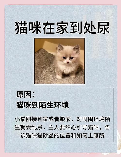 猫找不到猫砂会憋着吗_猫咪找不到猫砂盆会乱尿,主人要勤清理,多放几个 猫找不到猫砂会憋着吗_猫咪找不到猫砂盆会乱尿,主人要勤清理,多放几个