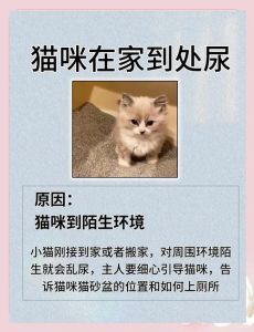 猫找不到猫砂会憋着吗_猫咪找不到猫砂盆会乱尿，主人要勤清理，多放几个