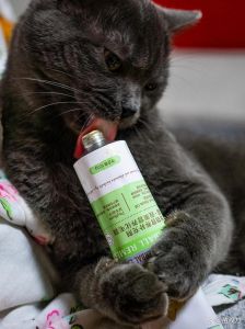 喷风油精猫就不敢来吗_猫咪怕风油精？别用，选对驱蚊产品！