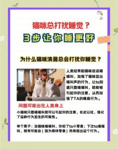 怎样训练猫睡自己的窝_软暖安全，放角落放毯子，多猫分开放