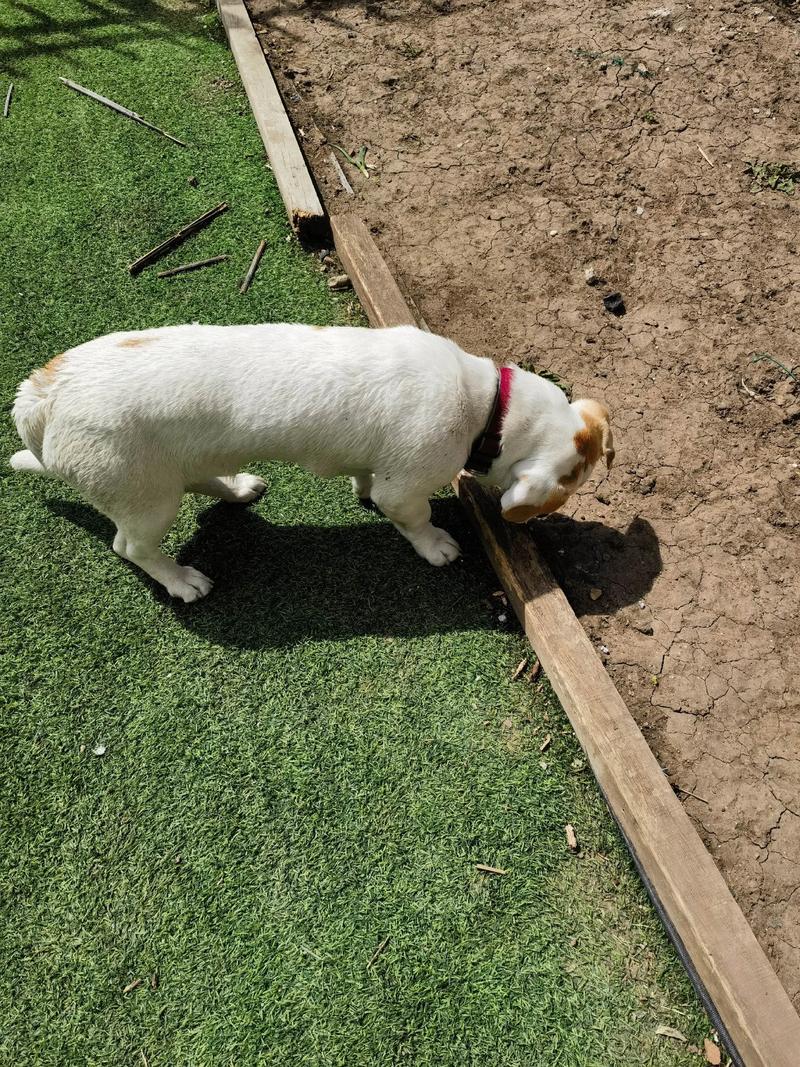最不拆家的狗_甜蜜负担？这些狗狗适合上班族家庭！