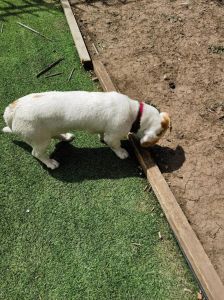 最不拆家的狗_甜蜜负担？这些狗狗适合上班族家庭！