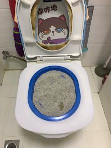 猫多大训练上厕所_小猫用猫砂盆训练技巧