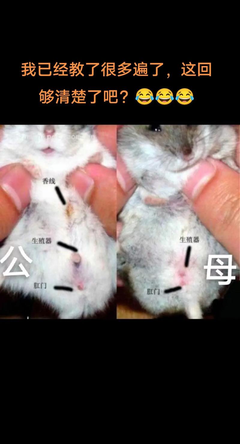 一线仓鼠公母参照图_看香腺乳头体型