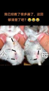 一线仓鼠公母参照图_看香腺乳头体型