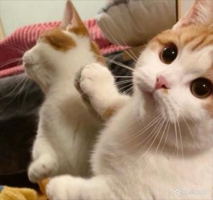 猫太能叫了 受不了了_猫咪深夜叫唤怎么办？