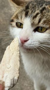 猫可以吃生的鸡胸肉吗_家猫生肉风险大，煮熟更健康