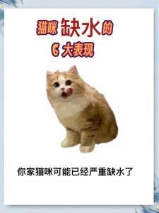 猫几天不喝水会渴死_猫咪缺水致命！主人注意观察及时补水！