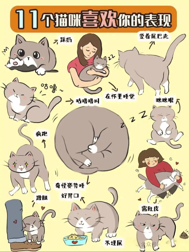 猫不喜欢人的几种表现_猫咪不理人?别烦它,多陪陪它! 猫不喜欢人的几种表现_猫咪不理人?别烦它,多陪陪它!