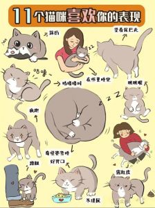 猫不喜欢人的几种表现_猫咪不理人？别烦它，多陪陪它！