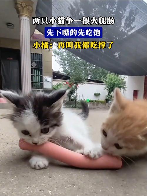 猫偶尔能吃火腿肠吗_风险高,勿喂幼猫,选鲜肉更佳 猫偶尔能吃火腿肠吗_风险高,勿喂幼猫,选鲜肉更佳