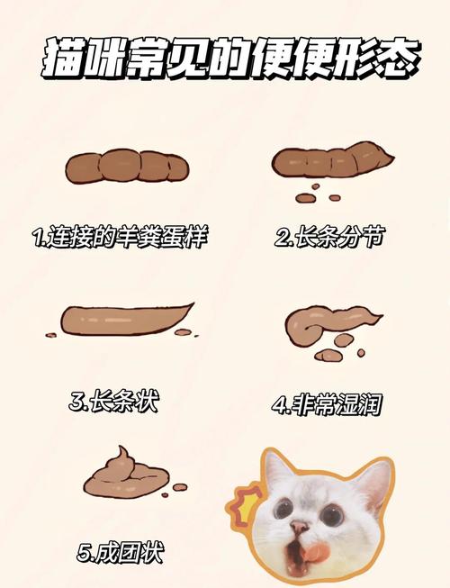 猫猫不排便怎么么回事_猫咪便秘怎么办?调整饮食勤梳毛 猫猫不排便怎么么回事_猫咪便秘怎么办?调整饮食勤梳毛