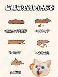 猫猫不排便怎么么回事_猫咪便秘怎么办？调整饮食勤梳毛