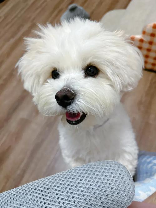 各种串串狗辨认_混血魅力,健康聪明! 各种串串狗辨认_混血魅力,健康聪明!