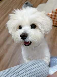 各种串串狗辨认_混血魅力，健康聪明！