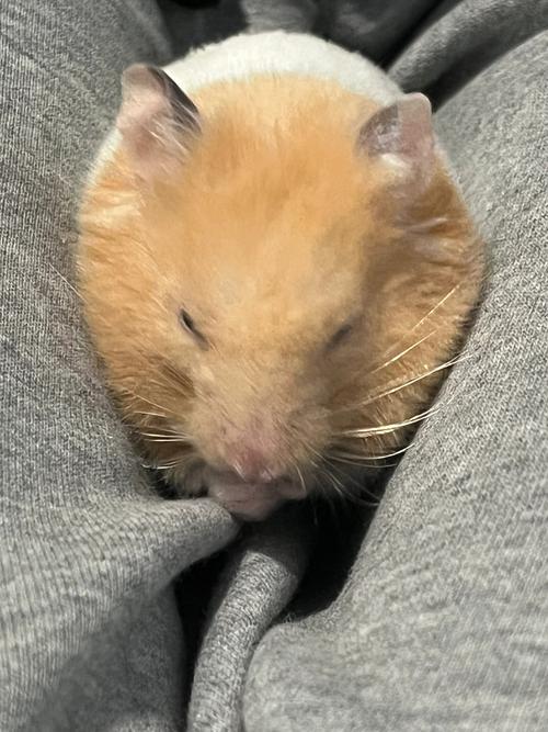 摸了仓鼠需要洗手吗_仓鼠病菌多,洗手防病最重要! 摸了仓鼠需要洗手吗_仓鼠病菌多,洗手防病最重要!