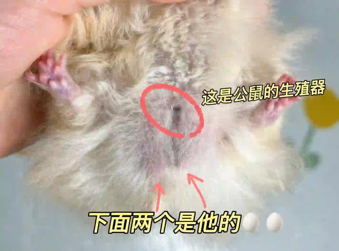 三线仓鼠公母参照图_公母仓鼠看特征，腹香腺或乳头