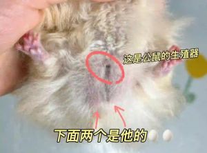 三线仓鼠公母参照图_公母仓鼠看特征，腹香腺或乳头