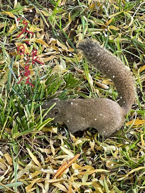 野外松鼠吃什么食物_松鼠爱吃坚果水果蔬菜,饮食多样 野外松鼠吃什么食物_松鼠爱吃坚果水果蔬菜,饮食多样
