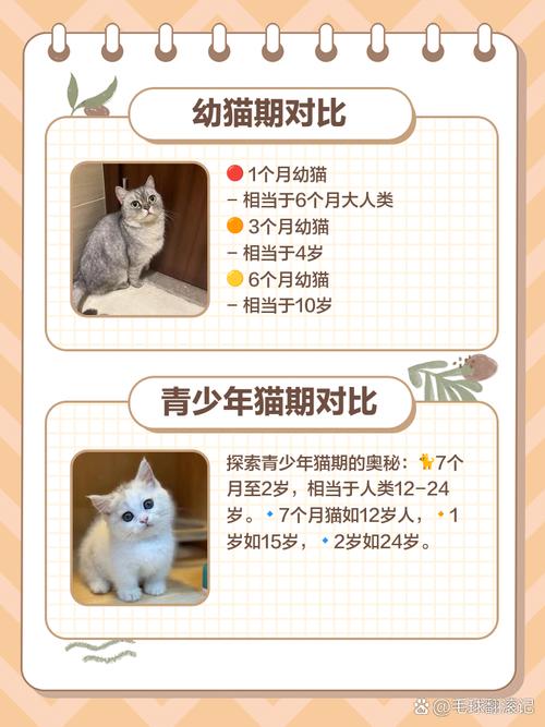 猫与人年龄对照表_1岁等于15岁?科学喂养助长寿! 猫与人年龄对照表_1岁等于15岁?科学喂养助长寿!