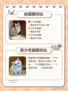 猫与人年龄对照表_1岁等于15岁？科学喂养助长寿！