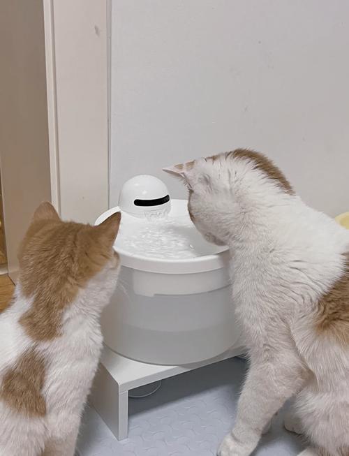 猫喝白开水还是纯净水_白开水加鸡汤,流动饮水机! 猫喝白开水还是纯净水_白开水加鸡汤,流动饮水机!