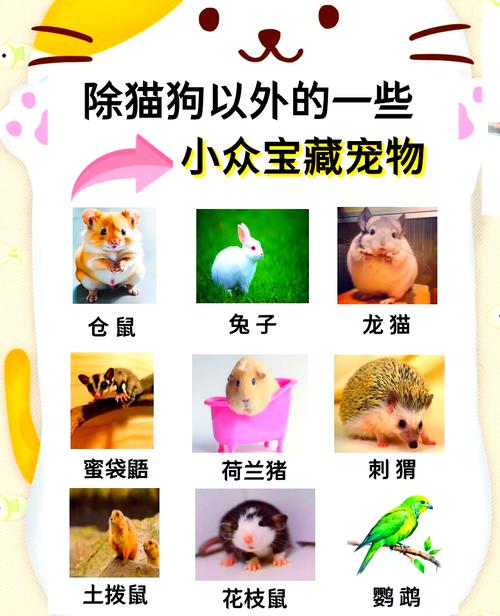 花枝鼠寿命最长多少_花枝鼠寿命多久?品种环境饮食是关键 花枝鼠寿命最长多少_花枝鼠寿命多久?品种环境饮食是关键