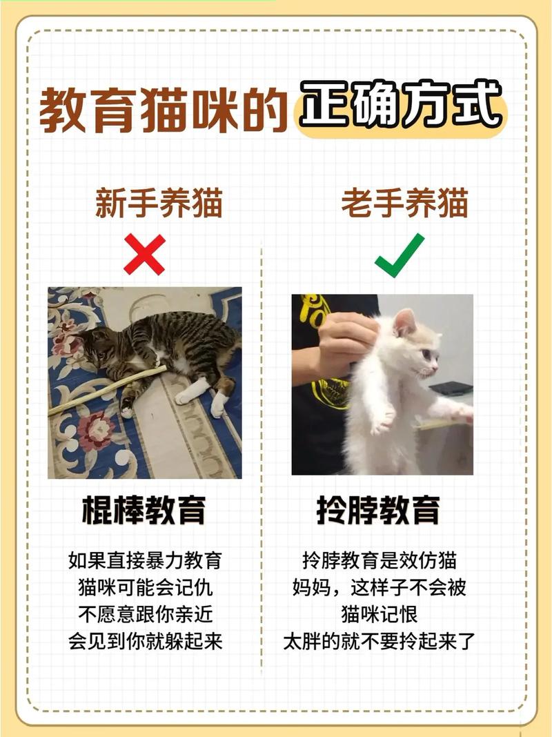 k8猫怎么训练才听话_耐心正向训练 k8猫怎么训练才听话_耐心正向训练